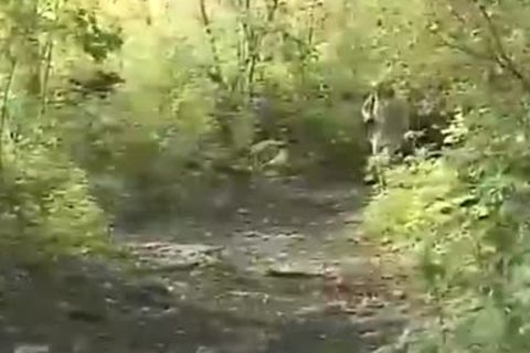 tasty homo friends plow In Forest