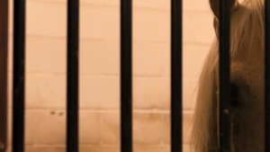 Men: Country Banging